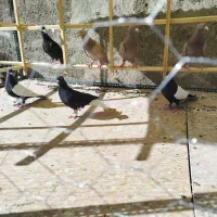 کفترکبوتررنگی سینه سیاه چادری سیاه کفتررنگی