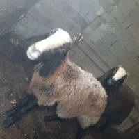 فروش گوسفند زنده