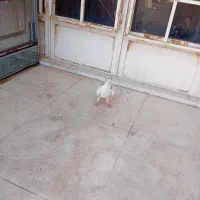 کبوتررنگی