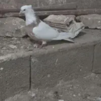 دوتا طوقی ماده