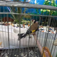 سهره نر|پرنده|تاکستان, |دیوار