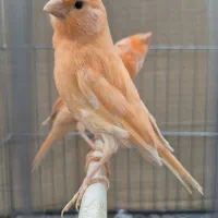 قناری ردفاکتور