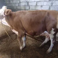 گاو و گوساله سیمینتال