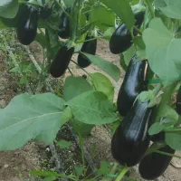 پلاستک گلخانه ‌نیم هکتار