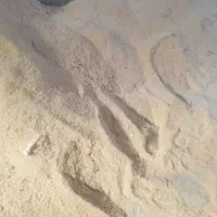 خریدار خاک اره و پوست گردو بصورت نقد