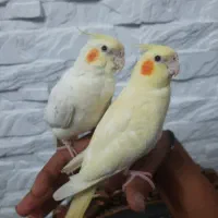عروس هلندی کاملا دستی شده