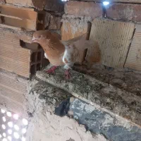 یک عدد ساری باش ماده