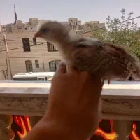 جوجه رسمی سرحال