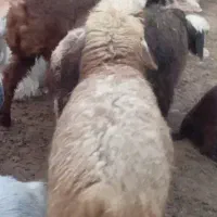 بره ماده ترکی داشتی