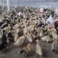 فروش اردک یک ماهه
