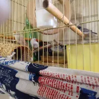 فنچ باقفس|پرنده|تهران, کیانشهر|دیوار