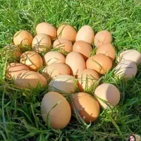 فروش کشک، کره، روغن زرد گوسفندی و تخم مرغ محلی