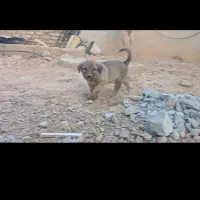 توله ماده سگ پژدر