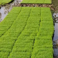 نشا هاشمی باکسی با کیفیت فوق الاده عالی و تضمینی