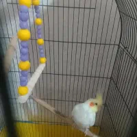 عروس هلندی ماده