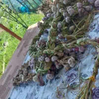 سیر محلی