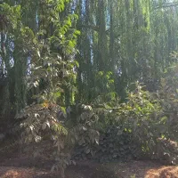 باغچه-450-متری-نزدیک-شهر