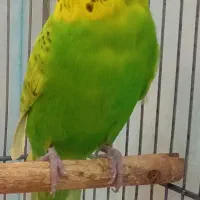 مرغ عشق انگلیسی ماده
