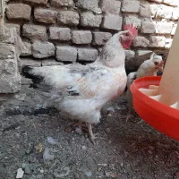 مرغ و خروس