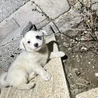 سگ پاکوتاه