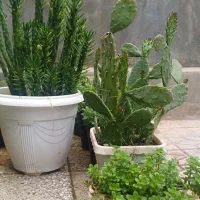 گل طبیعی|گل و گیاه طبیعی|کوهدشت, |دیوار