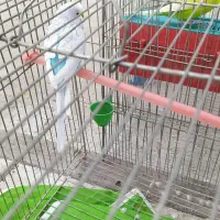 پرنده مرغ عشق