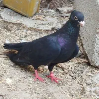 کبوتر سیاه نر چشم سیاه