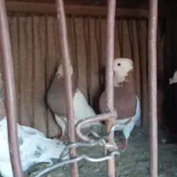 طوقی درجه یک