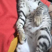 گربه نژاد دار