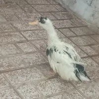 اردک نر معاوضه با مرغ محلی تخم گذار پول سرم میدم