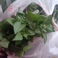 ریحان پاک کرده باغی