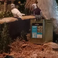 کبوتر طوق سرخ