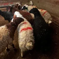 دام داری بزرگ بره قلم آبی خوش پخت گوسفندزنده