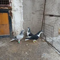 کفتر|پرنده|کوهین, |دیوار
