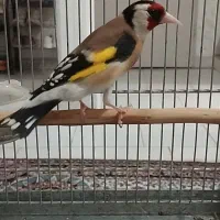 سهره دهن لر