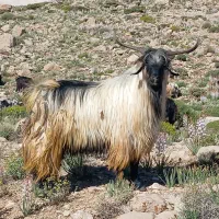 سه عدد دبور روزگاری