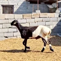 فروش دو راس بره قوچ چینی ابلغ اصیل
