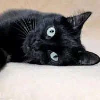 واگذاری گربه dsh ماده