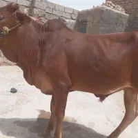 گوساله نر
