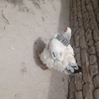 تخم مرغ برهما