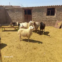 میش  وبز تخمی