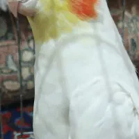 عروس هلندی جفت
