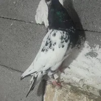 کفتر|پرنده|بجنورد, |دیوار