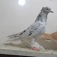 کبوتر|پرنده|داراب, |دیوار