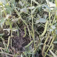 باقله|خدمات باغبانی و درختکاری|گرگان, |دیوار