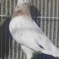 کفتر سار هفترنگ ماده