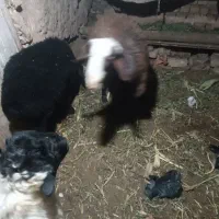 بره نر ارگانیک