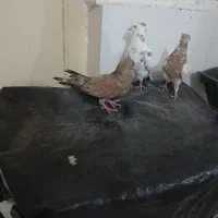 کبوتر  رنگی