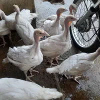 جوجه بوقلمون دوماهه