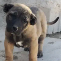 توله سرابی اصل